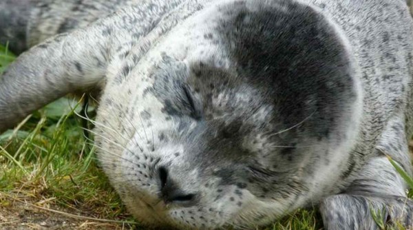 Conchita Wurst seal