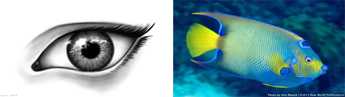 Eurovision 2015 Stage Fish-Eye