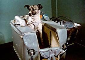 Laika the cosmonaut dog, in happier times